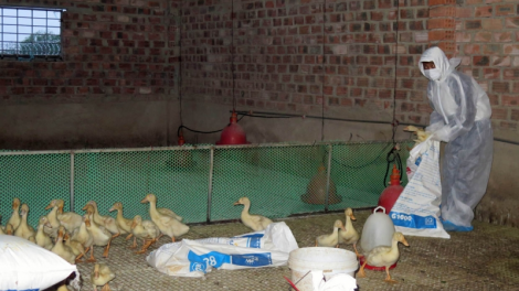 Kon Tum: Châ hlo pơreăng H5N1, prâu tah 1.700 to í peâp