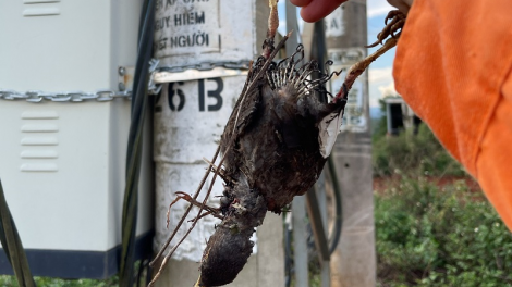 Dak Lak rak tơniăn troăng on tơhrik a rơnó mêi