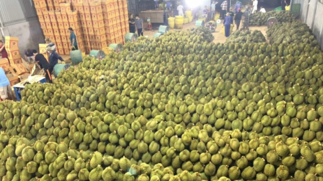 Ki xơpá ‘na rŏng klêi kơ’nâi rôh po tơbleăng sầu riêng