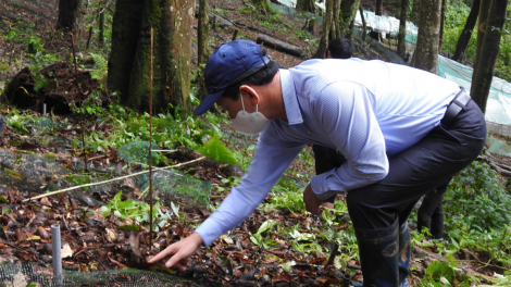 Kon Tum khŏm mơ-eăm mơnhông kơpong pêt rak tơniăn ăm kơmăi kơmok têng, uâ sâm Ngọc Linh
