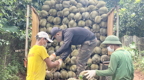 Krông Pač mot tung rơnó krí plâi sâu riêng Dona: Kuăn pơlê pêi chiâk deăng khéa hơ’nêng