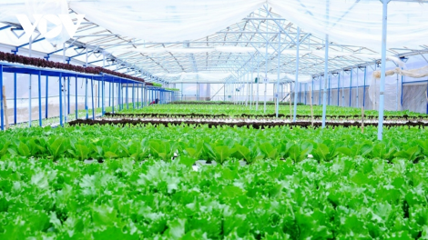 Lâm Đồng mơ’no 260 rơtal liăn mơnhông pêi chiâk deăng hưh cơ