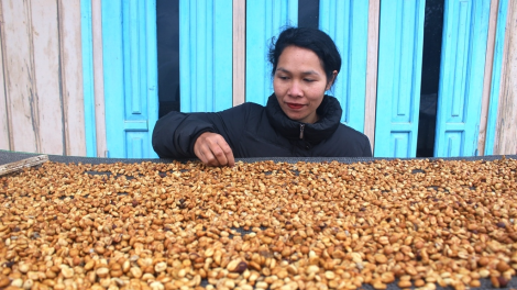 Ngế droh K’ho pơxiâm pêi cheăng châ tơ-[rê [ă inâi kơphế Yũ M’nang