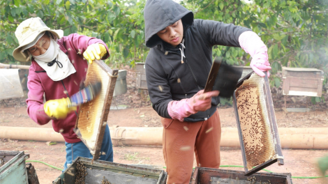 Ngành ong mật Đắk Lắk kêu cứu trước việc áp thuế chống bán phá giá   ​Kơvâ păn oăng Dak Lak tối trâm pá xua tơdroăng pơklât pro hnoăng mơhá kơnâ