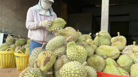 Dak Lak mơ-eăm tăng tíu tê plâi sầu riêng