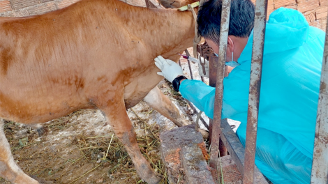 Dak Lak: Tơkŭm mơdât pơreăng êi kéa a kơpôu ro