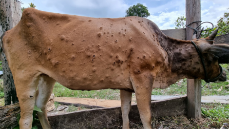 Gia Lai: Pơreăng êi kéa po pom a kơpôu ro hiăng tâ tú troh 36 to cheăm, bêng