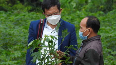 Kon Tum: Hbrâ kơdê pơreăng pro po pom hlá xua virus ƀă ŭm rêi a pôm loăng