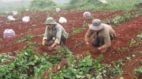 Pôm ló a Tuy Đức (Dak nông) hiăng kơdroh hên​