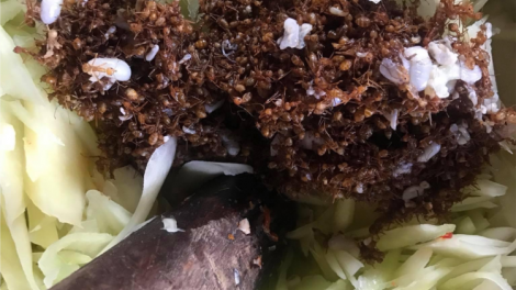 Plâi hung drêh pêi ƀă trôi chôu