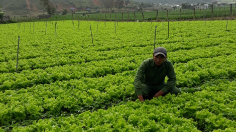 Tơdroăng droh rơtăm Lâm Đồng [ă tơdroăng mơhnhôk pêi cheăng