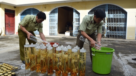 Kon Tum: Tah lôi sâm Ngọc Linh ôh tá ‘nâi xiâm kối
