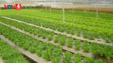 Lâm Đồng ƀư rjăp nau mât ndơ tuch tăm VietGAP