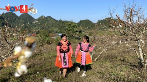 Cao nguyên Mộc Châu bốn mùa hoa trái