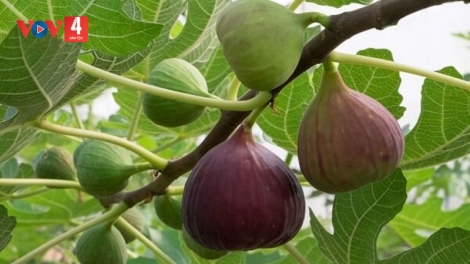KÉC CHAY VẠ NGÒI CHƯỚNG CO MÁC NỎA