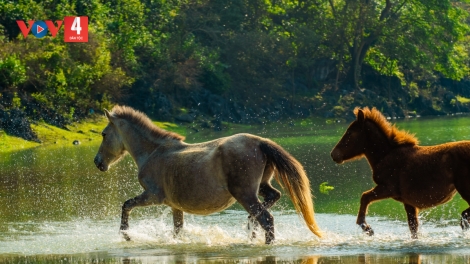 CHƯƠNG TRÌNH KHAY HENG TIỂNG TÀY NÙNG  (Thứ Bảy- Vằn 31/12/2022)