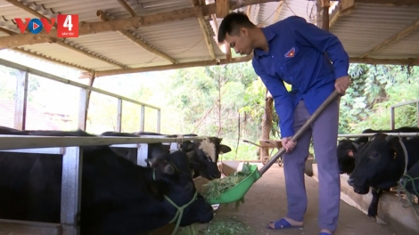 Chàng thanh niên thoát nghèo nhờ vay vốn phát triển chăn nuôi