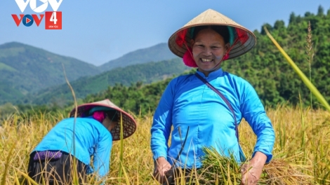 NGAK NONG HIJAO- BRUK BA TANGIN TAME NGAK DI DOM DAM DARA, URANG RANAIH UMO BANGSA TAKIK