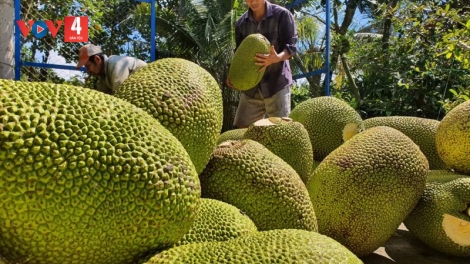 Nông sản vùng ĐBSCL “vượt biên”  vươn ra thị trường lớn. 