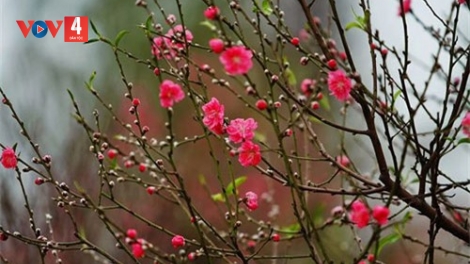 CHƯƠNG TRÌNH KHAY HENG TÀY-NÙNG-  Chủ Nhật, Vằn 22 bươn 1 pi 2023 (XO ẾT NÈN CHIÊNG QUÝ MÃO)