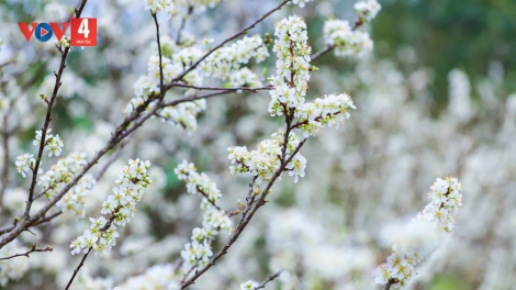 CHƯƠNG TRÌNH KHAY HENG TÀY-NÙNG- Thứ Tư, Vằn 24 bươn 1 pi 2023 (XO 3 NÈN CHIÊNG QUÝ MÃO)