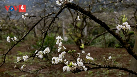 CHƯƠNG TRÌNH KHAY HENG TÀY - NÙNG  (Thứ Tư, Vằn 15 bươn 2 pi 2023)