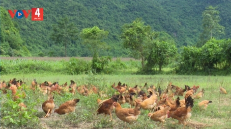 HẾT LẬU, LƯỞC FẰN, CÚA KHUN SLE LIỆNG CÁY CẢI KHOÁI