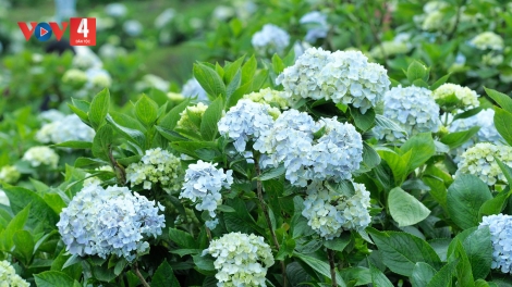 CHƯƠNG TRÌNH KHAY HENG TÀY - NÙNG (Thứ Ba, Vằn 21 bươn 3 pi 2023)