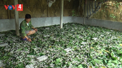 CÁP CĂN HẾT KIN TỨ CHAY VẠ LIỆNG MỌN DÚ SLẢNH YÊN BÁI