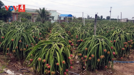 Hướng đi nào bền vững cho trái Thanh Long?