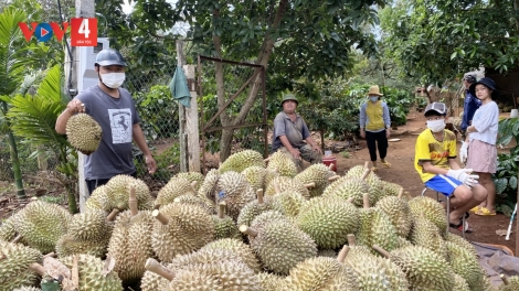 ĐAK LAK: NGAK HAGAIT PIAH KA DURIAN OH JENG BRUK DUH HATAI PRAONG