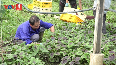 Người Việt làm giàu trên những thửa ruộng của Séc