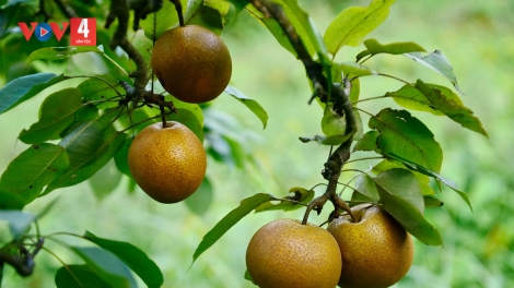 CHƯƠNG TRÌNH KHAY HENG TÀY - NÙNG (Thứ Năm- Vằn 24 bươn 8 pi 2023)