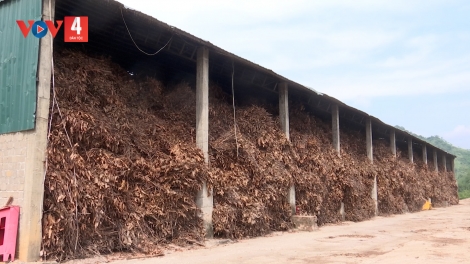 DẦU QUỂ KHAI KHỎ HÊT HẨƯ LAI LƯỜN CHỈNH PIẾN CHẬP LAI MÒN CÀ CẠNG