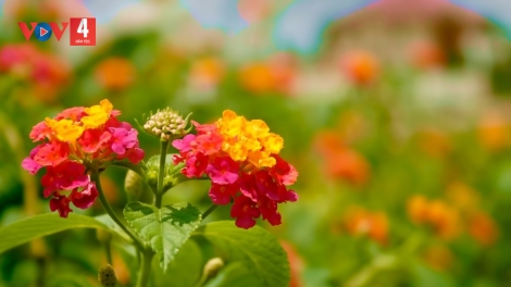 CHƯƠNG TRÌNH KHAY HENG TÀY - NÙNG  (Thứ Sáu, vằn xo 4/8/2023)