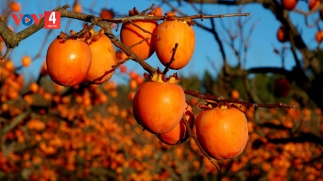 XƯỚNG HẢT SLI LƯỢN NÈM CẰM SLẮNG CÚA PỈ NOỌNG TỈNH ĐÀI (Chủ nhật vằn xo 3 bươn 9 pi 2023)