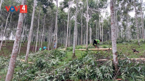 CO QUỂ DÚ SLẢNH LÀO CAI KHAI TẢY CHÈN