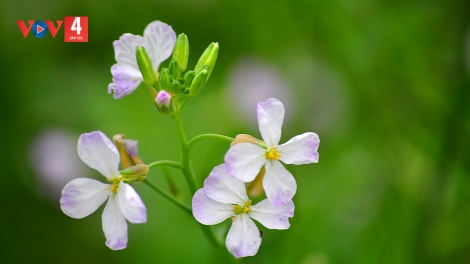 XƯỚNG HẢT SLI LƯỢN VẰN HANG TUẦN (Chủ Nhật 29/10/2023)