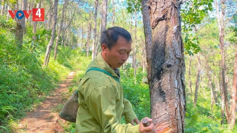 LẠNG SƠN LỒNG RÈNG PJÚC ĐÔNG SLE HẾT KIN ĐẢY MẮN CHẮN