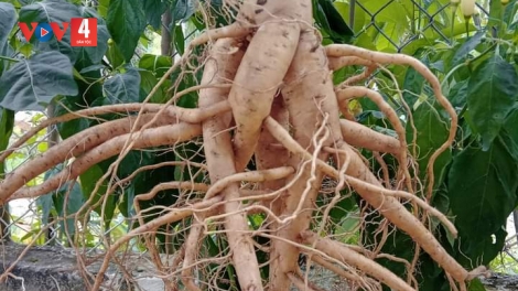 Hiệu quả bước đầu dự án trồng cây dược liệu ở vùng đất A Lưới