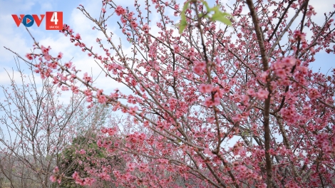 CHƯƠNG TRÌNH KHAY HENG TÀY - NÙNG (Thứ Hai–Vằn 15/01/2024)