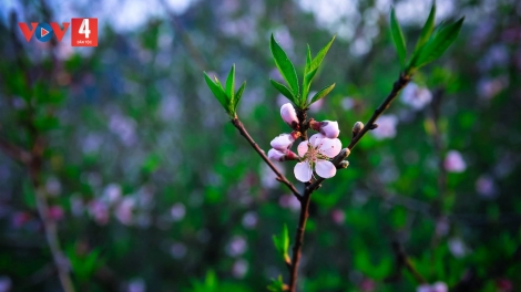 CHƯƠNG TRÌNH KHAY HENG TÀY - NÙNG  (Thứ 7, vằn 27/01/2024)