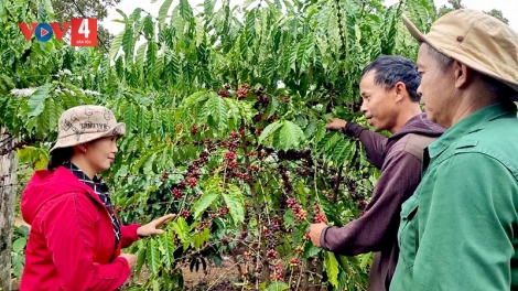 Người Dao ở Cư Suê làm giàu nhờ thay đổi tư duy sản xuất