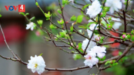 CHƯƠNG TRÌNH KHAY HENG TÀY - NÙNG (Thứ 4- Vằn 24/1/2024)