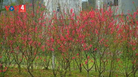 CHƯƠNG TRÌNH KHAY HENG TÀY - NÙNG XO 6 BƯƠN CHIÊNG (Thứ Năm, Vằn 15 bươn 2 pi 2024)