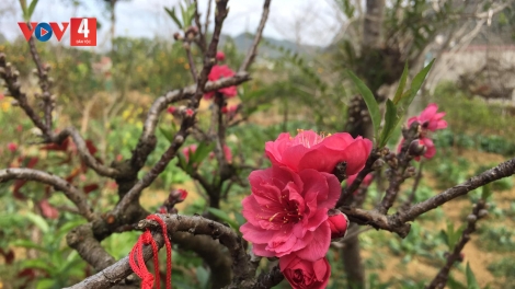 CHƯƠNG TRÌNH KHAY HENG TÀY-NÙNG XO 2 NÈN CHIÊNG (Chủ nhật, Vằn 11/2/2024)