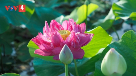 CHƯƠNG TRÌNH KHAY HENG TÀY- NÙNG XO 4 BƯƠN CHIÊNG (Thứ Ba, Vằn 13/02/ 2024)