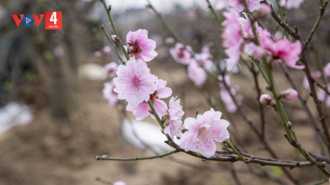 TIN VẰN XO 5 BƯƠN 2 PI 2024