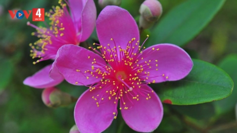 CHƯƠNG TRÌNH KHAY HENG TÀY- NÙNG  (Thứ Bảy – Vằn 17/2/2024)