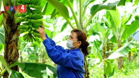 Vùng dân tộc thiểu số Lâm Đồng giàu lên nhờ phát huy lợi thế cây trồng